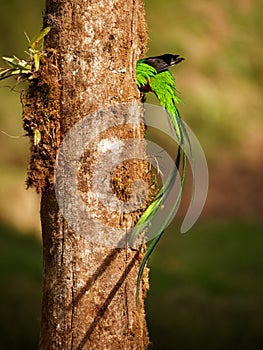 Quetzal - Pharomachrus mocinno male - bird in the trogon family, found from Chiapas, Mexico to western Panama, well known for its