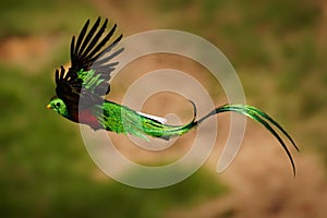 Quetzal - Pharomachrus mocinno male - bird in the trogon family, found from Chiapas, Mexico to western Panama, well known for its photo