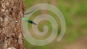 Quetzal - Pharomachrus mocinno male - bird in the trogon family, found from Chiapas, Mexico to western Panama, well known for its