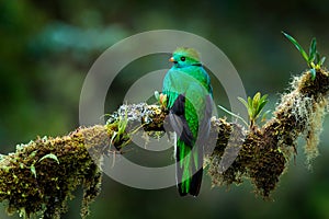 Quetzal, Pharomachrus mocinno, from  nature Costa Rica with green forest. Magnificent sacred mistic green and red bird.