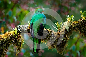 Quetzal, Pharomachrus mocinno, from  nature Costa Rica with green forest. Magnificent sacred mistic green and red bird.