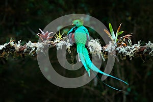 Quetzal, Pharomachrus mocinno, from  nature Costa Rica with green forest. Magnificent sacred mistic green and red bird.