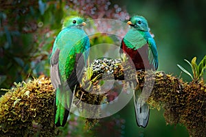 Quetzal, Pharomachrus mocinno, from  nature Costa Rica with green forest. Magnificent sacred mistic green and red bird.