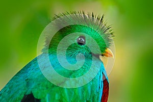 Quetzal, Pharomachrus mocinno, from  nature Costa Rica with green forest. Magnificent sacred mistic green and red bird. photo