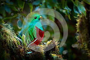 Quetzal, Pharomachrus mocinno, from  nature Costa Rica with pink flower forest. Magnificent sacred mystic green and red bird.