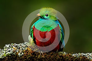 Quetzal, Pharomachrus mocinno, from  nature Costa Rica with pink flower forest. Magnificent sacred mystic green and red bird.