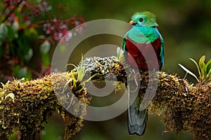 Quetzal, Pharomachrus mocinno, from  nature Costa Rica with pink flower forest. Magnificent sacred mystic green and red bird.