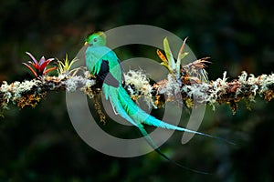 Quetzal, Pharomachrus mocinno, from  nature Costa Rica with pink flower forest. Magnificent sacred mystic green and red bird. photo