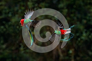 Quetzal, Pharomachrus mocinno, from tropic in Costa Rica with green forest, two birds fly fight. Magnificent sacred green and red