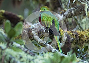 Quetzal Trogonidae, Costa Rica