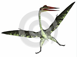 Quetzalcoatlus Reptile on White