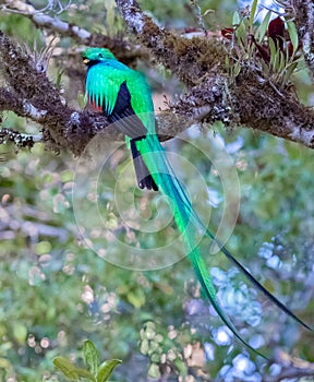 Quetzel facing left with tails blowing in the wind