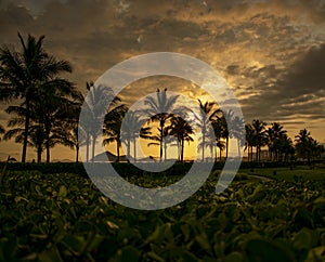Coconut palms in sunset on the beach - Riviera, Sao Paulo - Brazil photo