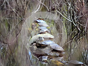 Queued turtles photo