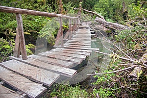 Queulat National Park, Chile.