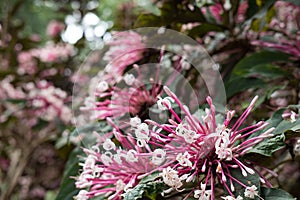 quezonia flower. winter starburst tree. Clerodendrum Quadriloculare. blooming flora in garden. pink blossom in park photo