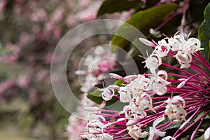 quezonia flower. winter starburst tree. Clerodendrum Quadriloculare. blooming flora in garden. pink blossom in park photo