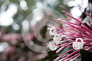 quezonia flower. winter starburst tree. Clerodendrum Quadriloculare. blooming flora in garden. pink blossom in park photo