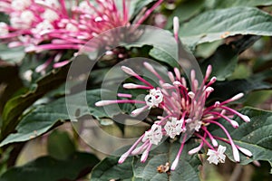 quezonia flower. winter starburst tree. Clerodendrum Quadriloculare. blooming flora in garden. pink blossom in park photo