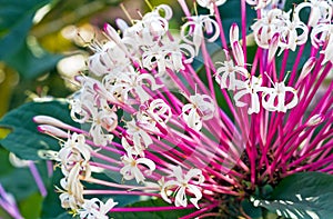 Quezonla flower sicentific name is `Clerodendrum quadriloculare Blanco Merr.` photo