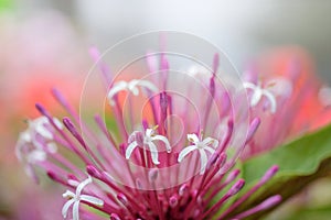Quezonla flower - sicentific name is `Clerodendrum quadriloculare photo