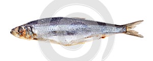 Quick-frozen Atlantic herring isolated on white