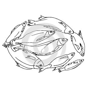 A quick sketch of a river fish lying in a circle. Fisherman`s catch, drawn by hand, outline. The theme of sports fishing,