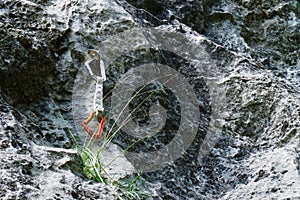 Quickdraw with silver and orange carabiners hanging from a bolt, near a strand of green grass, on a climbing route in Romania photo