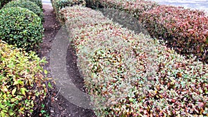 Quickset hedge and cloud pruning