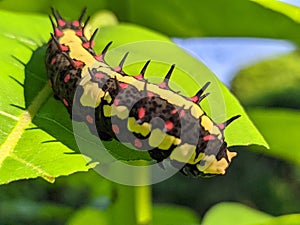 Ba quiescent insect pupa  especially of a butterfly or moth in thailand photo