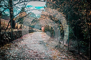 Quiet alley in autumn. National Rhododendron Gardens, Melbourne, Australia.