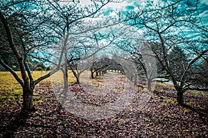 Quiet alley between bare cherry trees in autumn. National Rhododendron Gardens, Victoria, Australia.