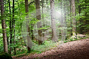 Quiet alpine forest landscape