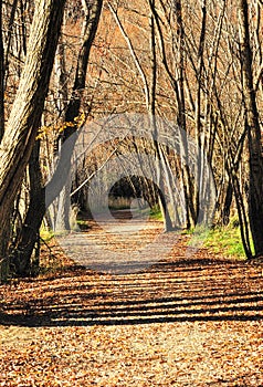 Quiet autumn alley