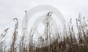 Quiet autumn grey day with beautiful dry willowherb in the field. Natural background with selective soft focus on dry grass,