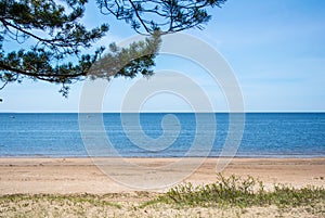 A quiet background of Baltic sea coast, pine branch and a sand shore on summer sunny day