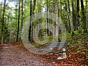 Quiet bench along forest footpath