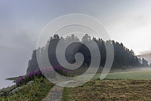 The quiet douglas tree woods on the shore of the lake of Silvaplana in the Engadin valley at sunrise with the fog over the water