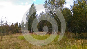 The quiet edge of the forest gradually turns into a meadow.