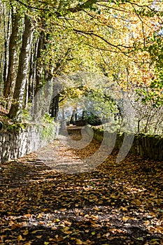 Quiet fall leaves cover a flat road with stone walls on each side and tall trees to the left near Doune Castle in Stirling
