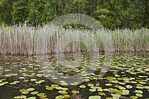 Quiet finland nature landscape. Lake forest and water lilies