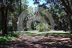 Quiet forest in a nature preserve in Sarasota Florida