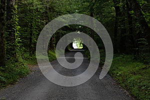 Quiet Forest Road Lined With Green Trees