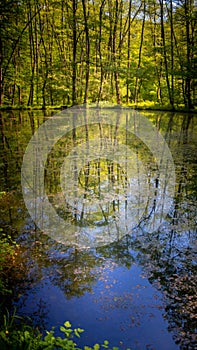 Quiet lake in the forest photo