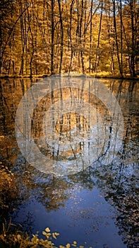 Quiet lake in the forest photo