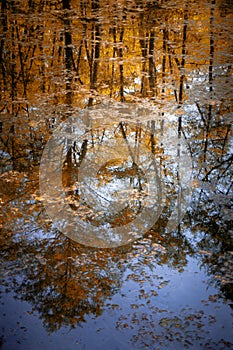 Quiet lake in the forest photo