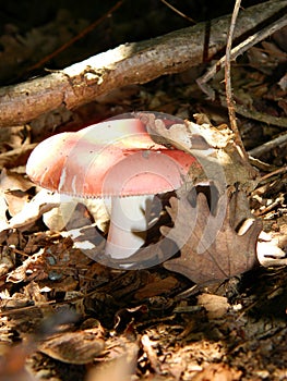 Quiet life of Russula emetica, somewhere in forest