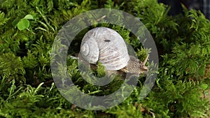 Quiet life of a snail in a deep forest