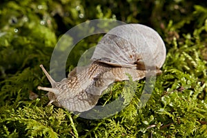 Quiet life of a snail in a deep forest