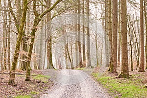 Quiet lonely forest on a fresh misty morning, tall trees growing along a dirt road on a cold day. Quiet, peaceful nature